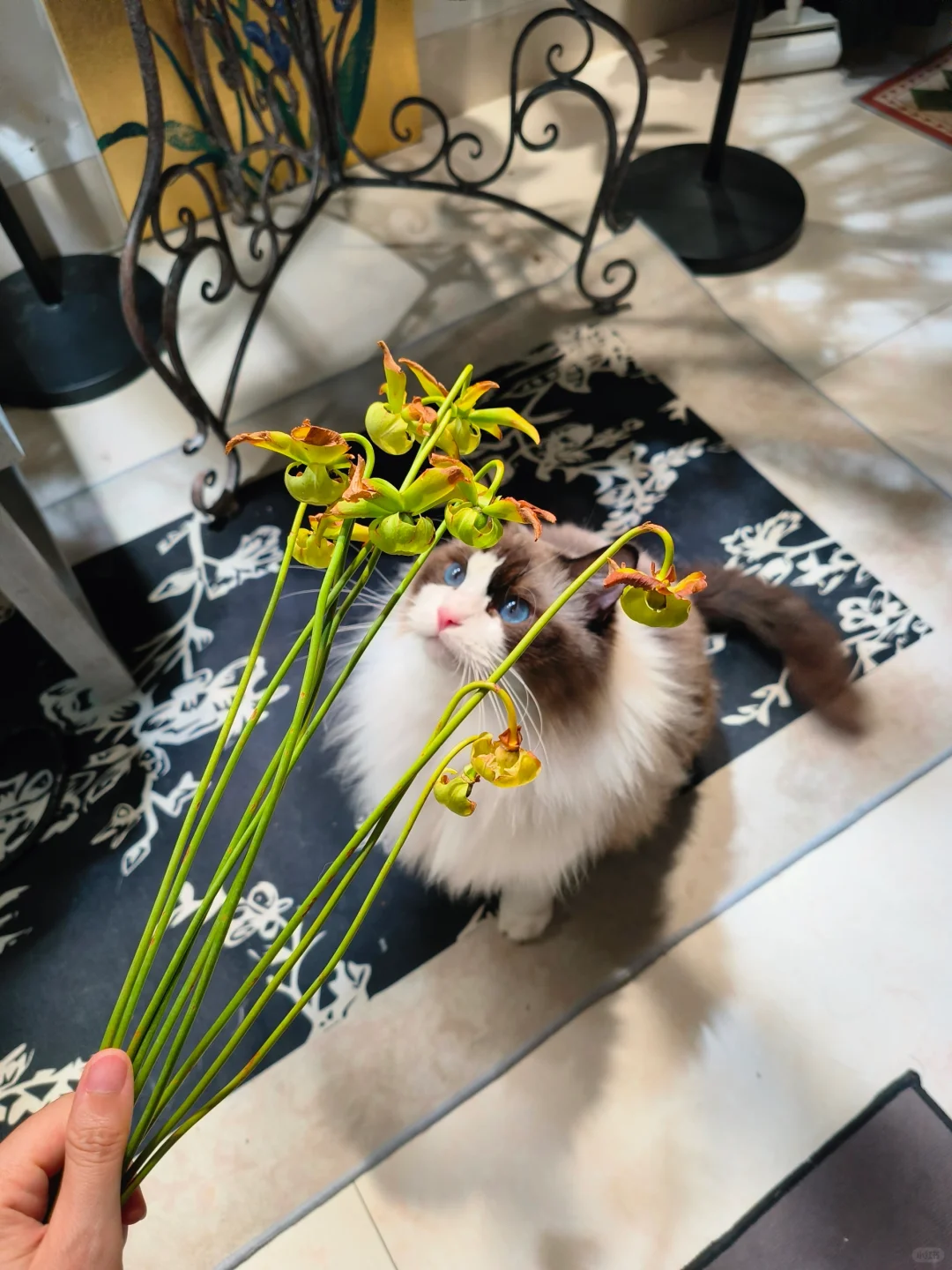 剪下来的瓶子草当然拿来做干花啦!