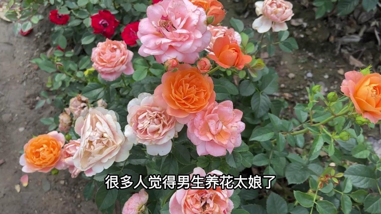 💖养花的男生拥有的几种宝藏性格：
1️⃣耐心细致：养花需要长期照料，从小苗上盆