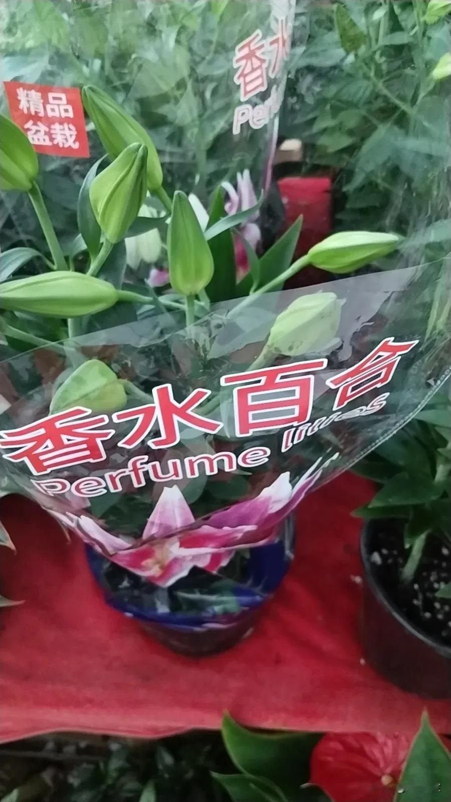 
描述：自然、社会、人生这个大舞台，说别人想而没有说出，想说而说不出的话，产生共