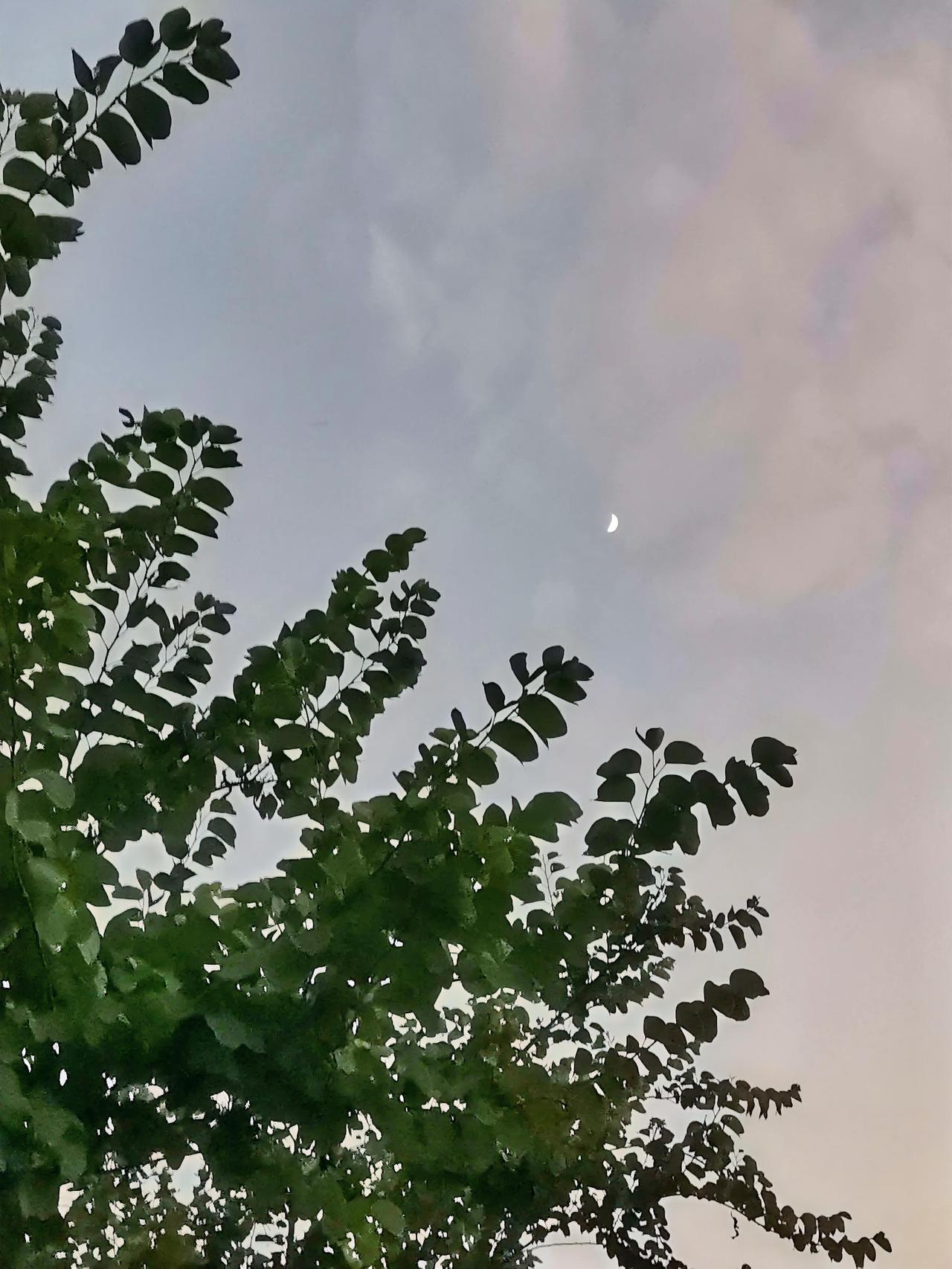 《思念》
弯弯的
一轮月牙儿
天还没黑
高高挂在空中
催思念发芽
唤伊人归来
