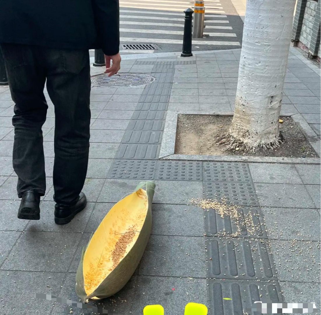 在南方，真的要小心路边的绿化带啊！指不定就掉个鱼雷下来砸到人。 