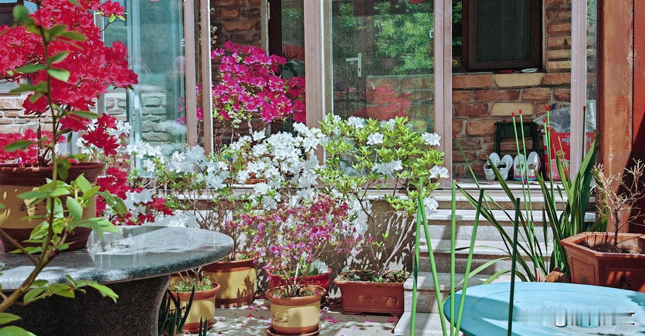 晒图笔记大赛这是一楼小院子盛开的映山红、三角梅等多种花卉。这些花卉把小院装饰得五