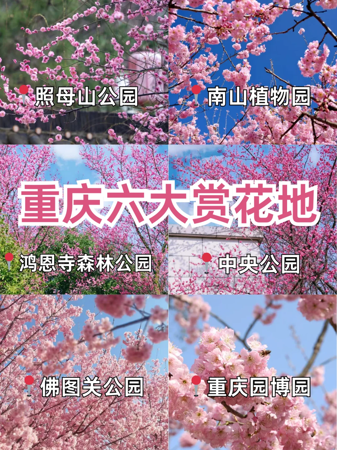 又到了赏花的季节了🌸重庆六大赏花地