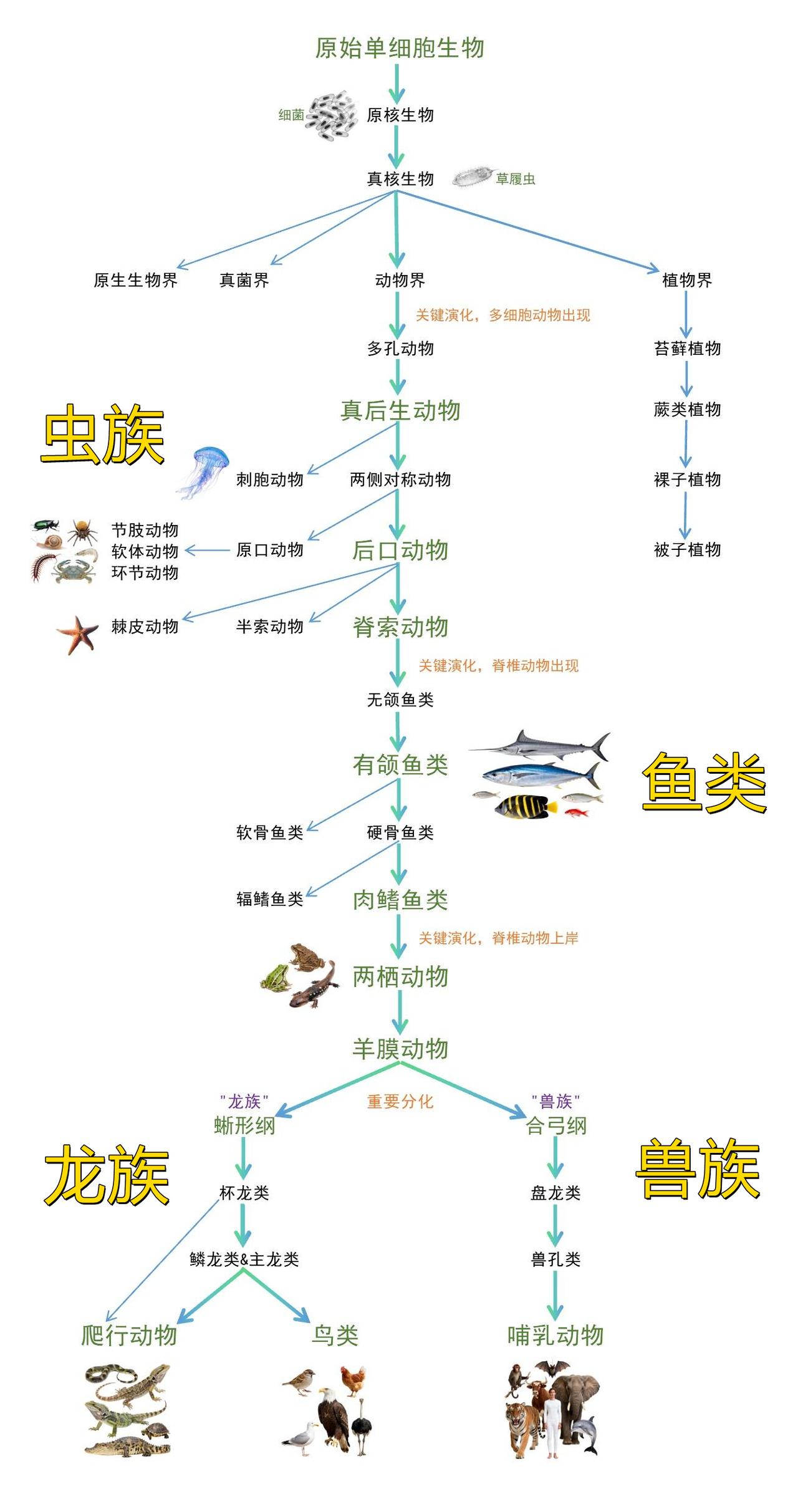 兽族、龙族、虫族、鱼类、植物，是当今地球最核心、最大的五大生物族群，覆盖了陆地、