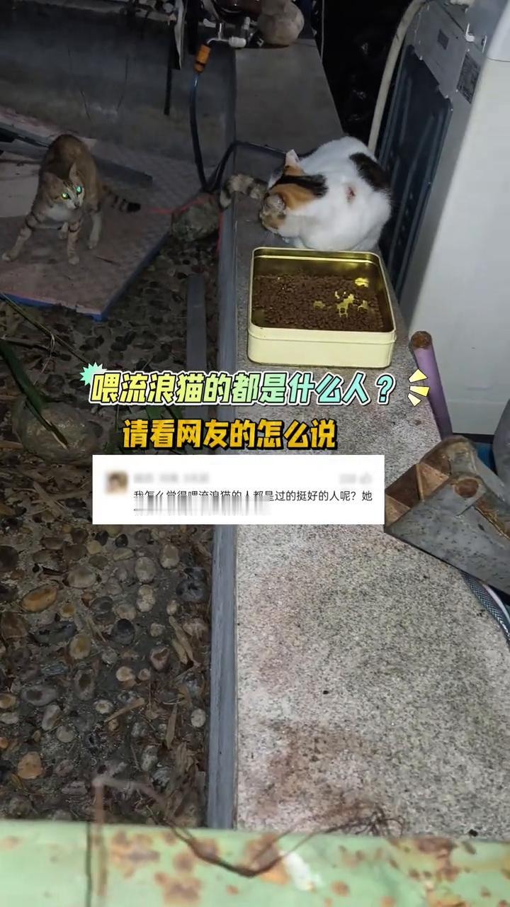 喂流浪猫的都是什么人？请看网友的怎么说。
我怎么觉得喂流浪猫的人都是过的挺好的人