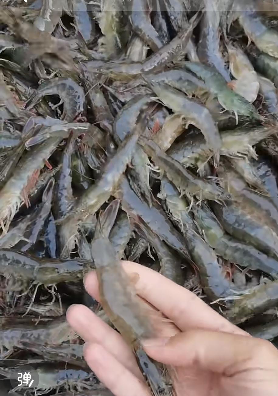 聊城的大虾真的是卷风了

在我们这个不靠海的四线城市

我们聊城人的大虾真的是便