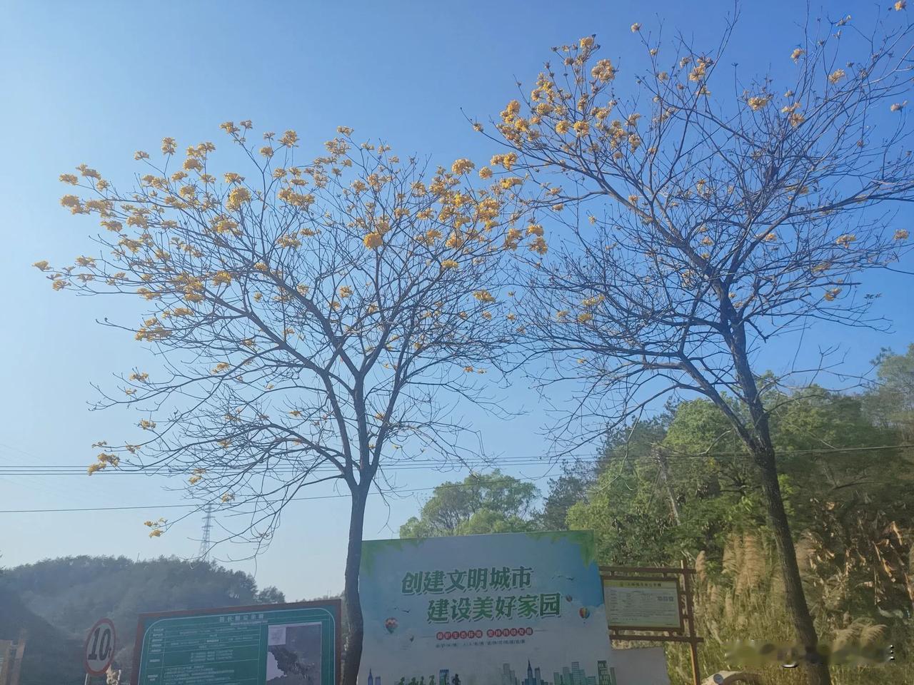 这是什么花呢？
南方的朋友肯定知道。
我们这里没见过这样的花，
路过时顺手拍下的