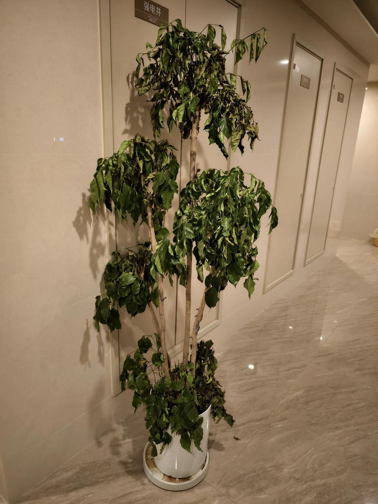 第一波植物死了一棵幸福树＋几乎所有的花[捂脸]！

花可能是施肥太多烧死了，树可