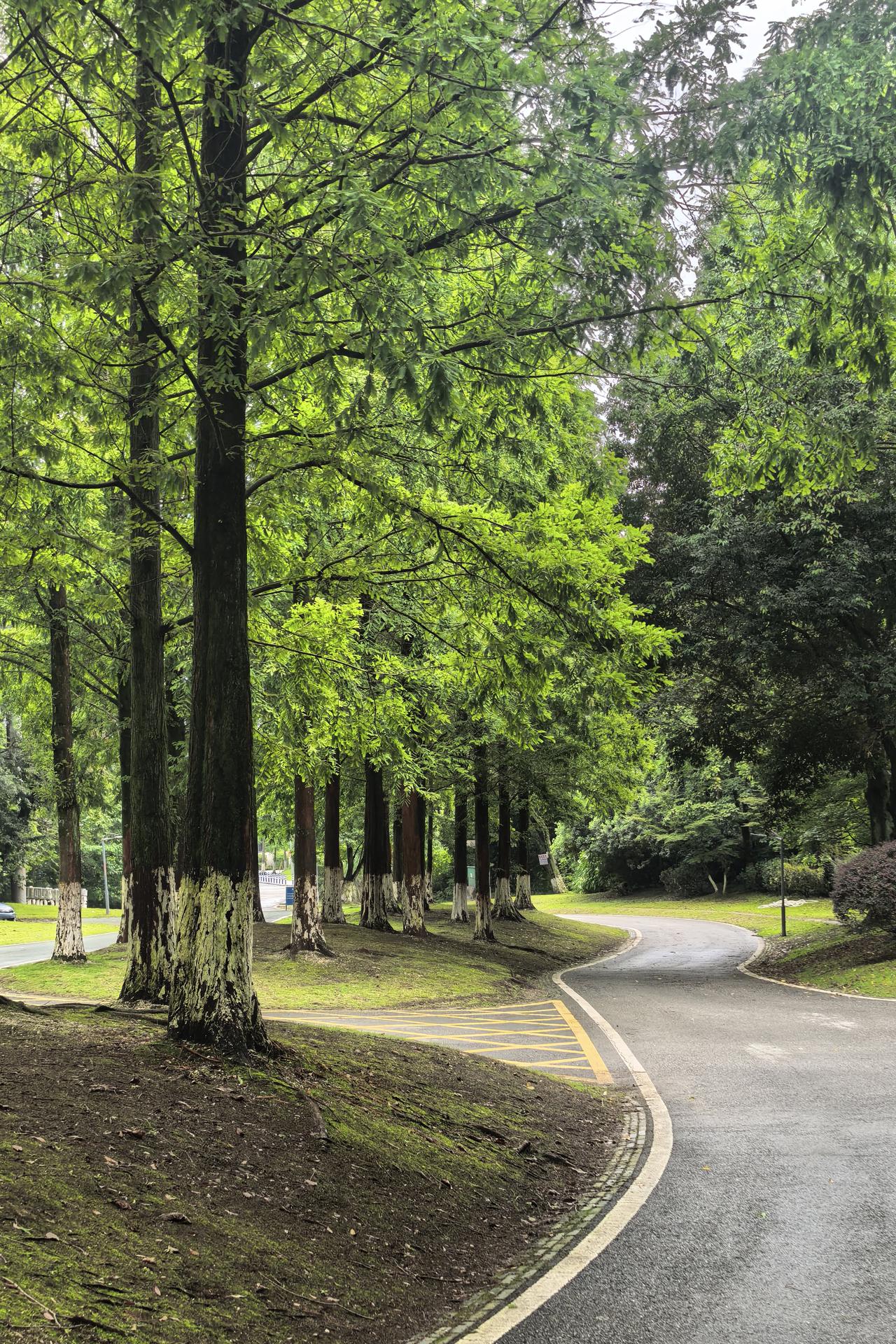 山外山，林间漫行｜穿行在街子山外山的林间步道，满目是清润的绿意。挺拔的水杉沿路而