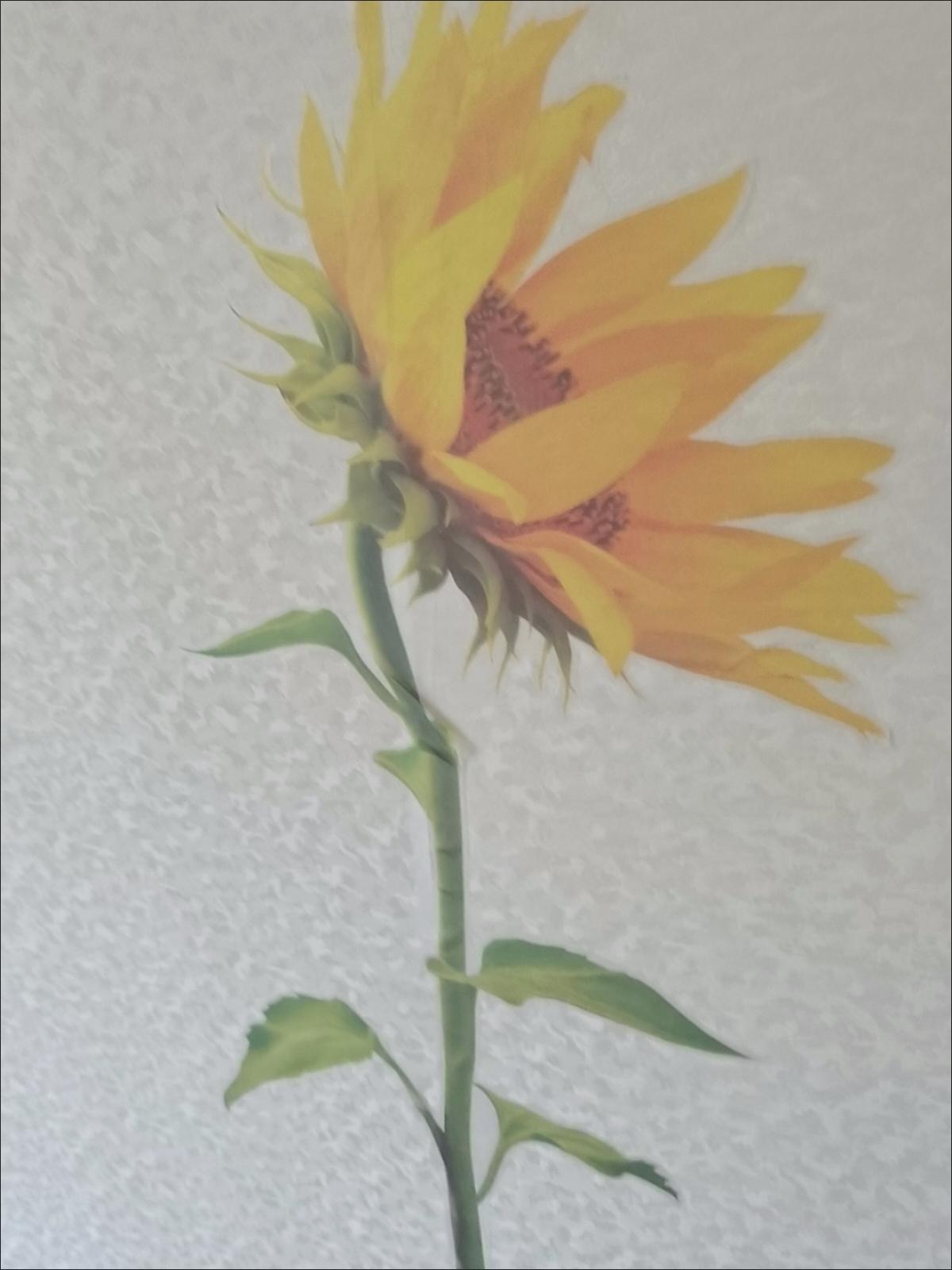 买了一贴纸
修补破墙面
一朵黄花朵
活灵又活现
意外有惊喜
一面艺术墙