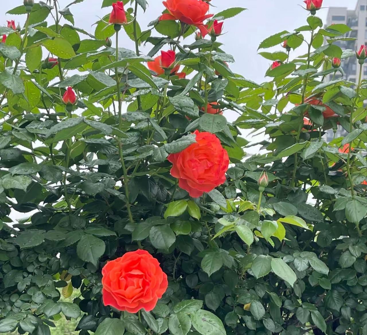 若你要来杭州，或已住在这座城市，这两天一定要坐车或自驾去城市高架路上转转。
  