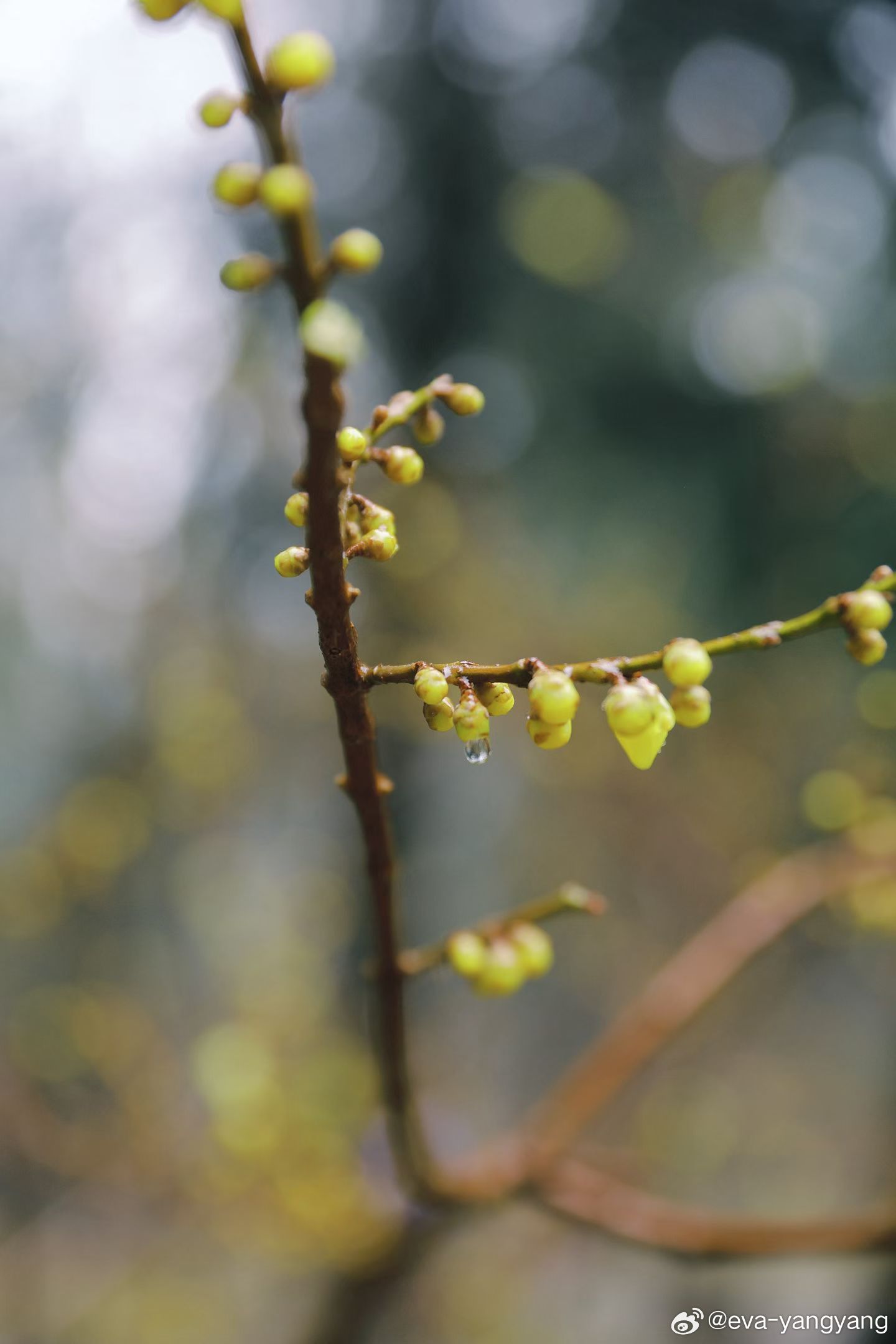 雨中逢花🌸美不胜收🌧️ 
