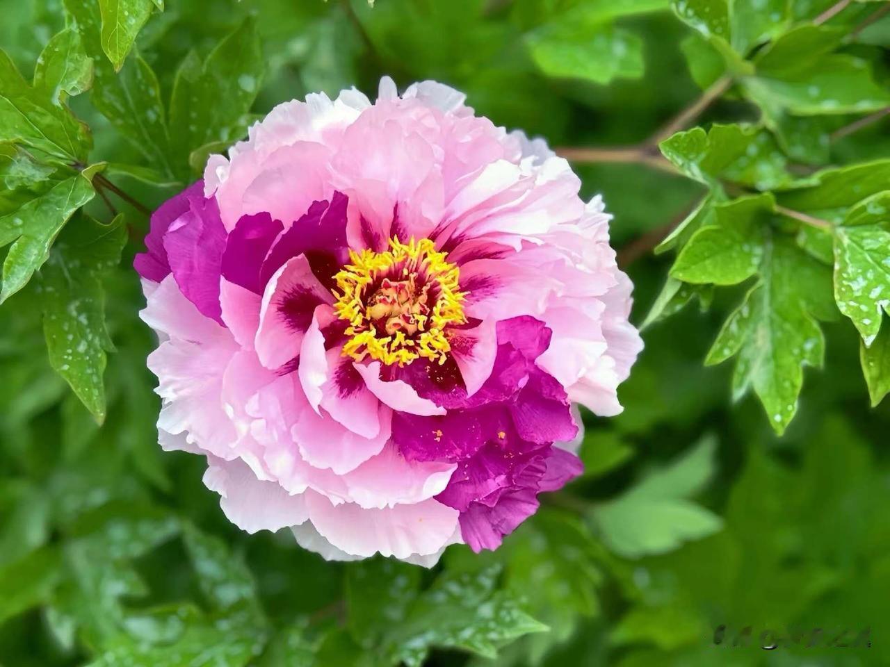 【小对联】
上：苏醒；
下：……？