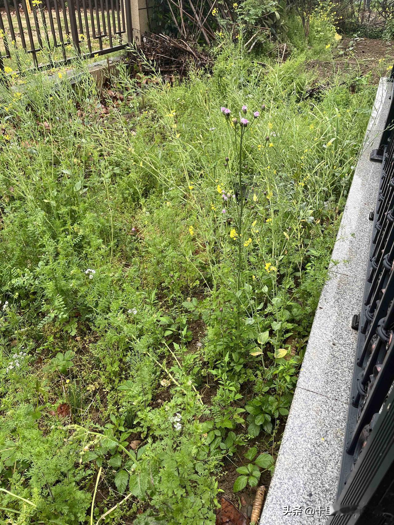 就为两棵小瓜苗，来回车费花了30多元。

一个多月没来，青菜变成了菜籽，韭菜被杂