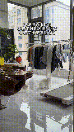 主人在家晾晒衣物，刚好挡住了小猫专属的晒太阳位置。
 
正惬意晒暖的小猫瞬间不乐