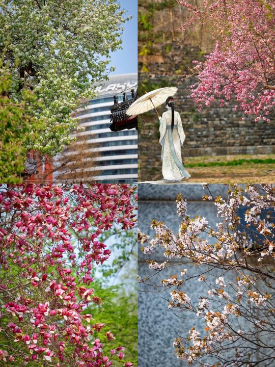 就在东二环，玉兰花瀑布🔄梨花雨citywalk