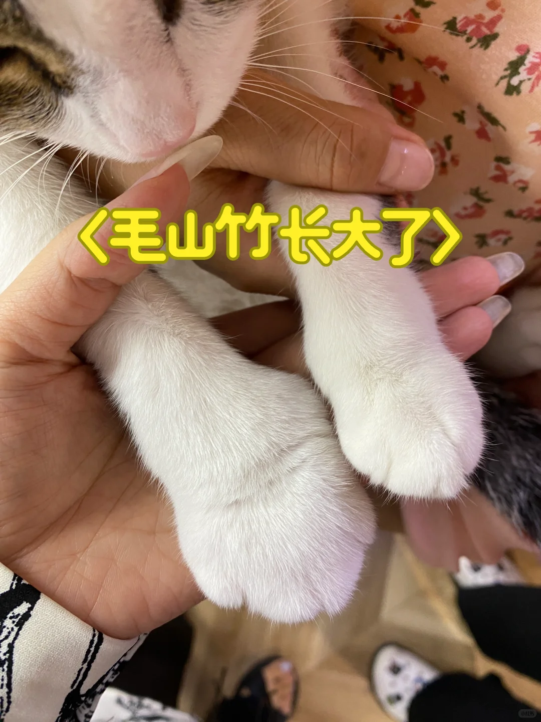名副其实招财猫了[捂脸R]
