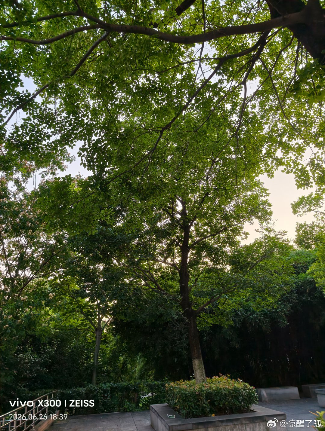 花开有早晚，事成有先后。与其盲目追赶别人的脚步，不如把握自己的节奏。人生是一场长