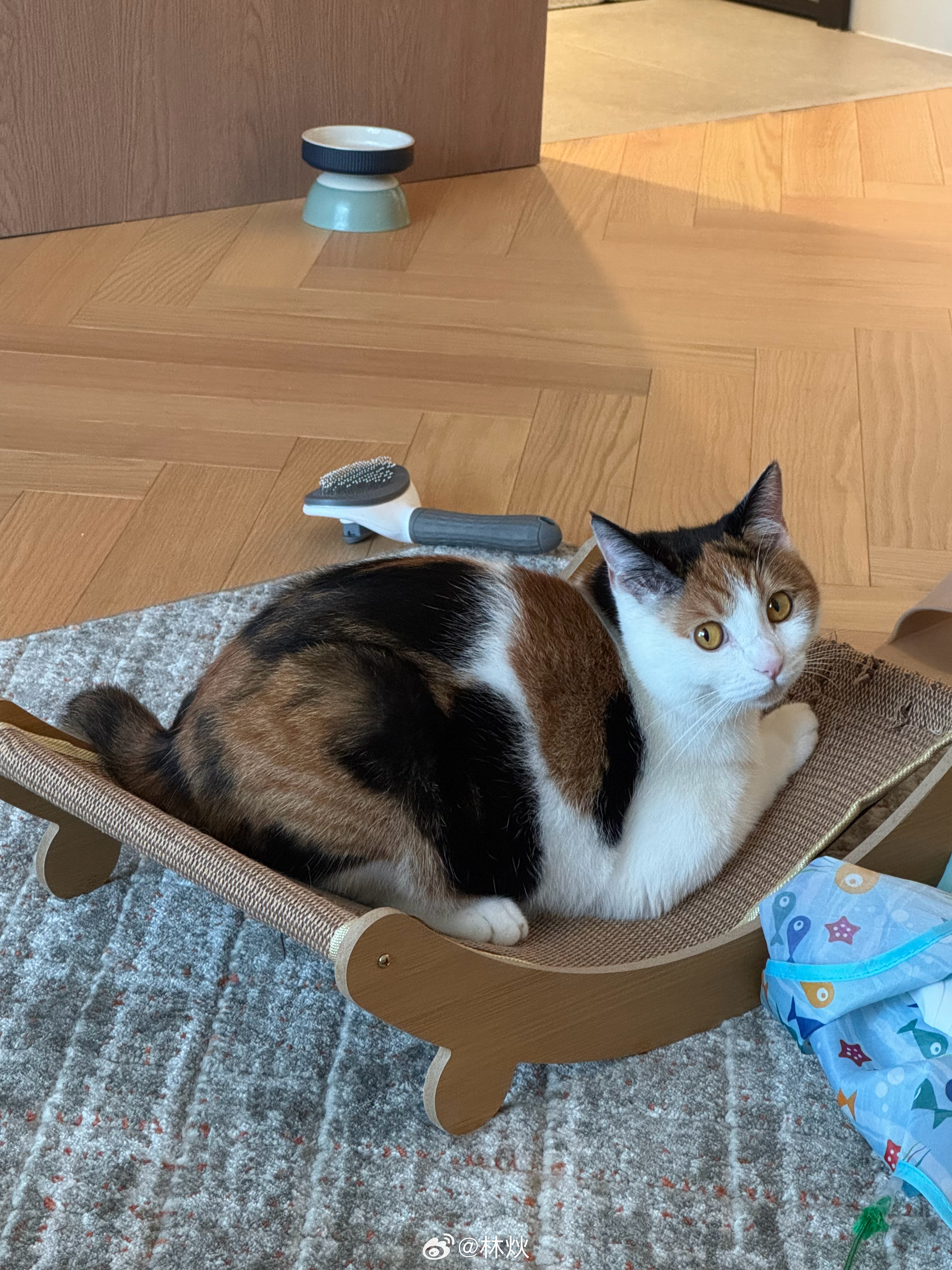 小猫咪 
