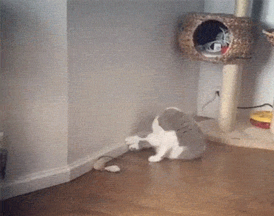 两只猫的死斗 ​​​