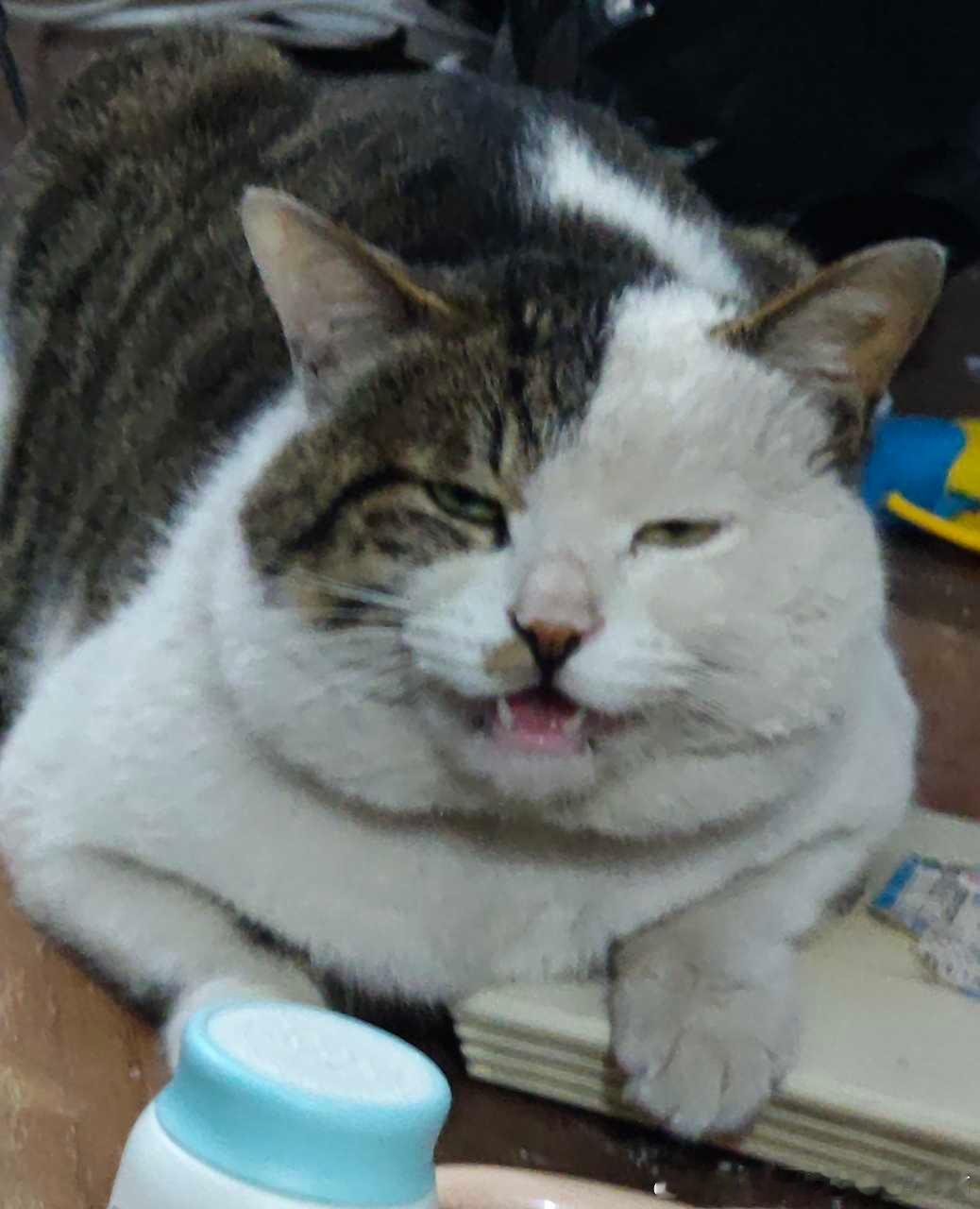 49755【丑猫】小猫才1岁多长得像大叔 