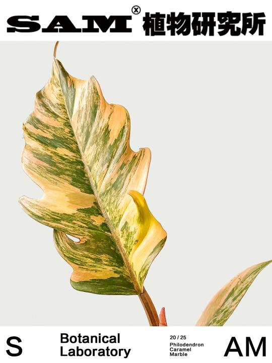焦糖蔓绿绒｜Philodendron ‘Caramel Marble’
