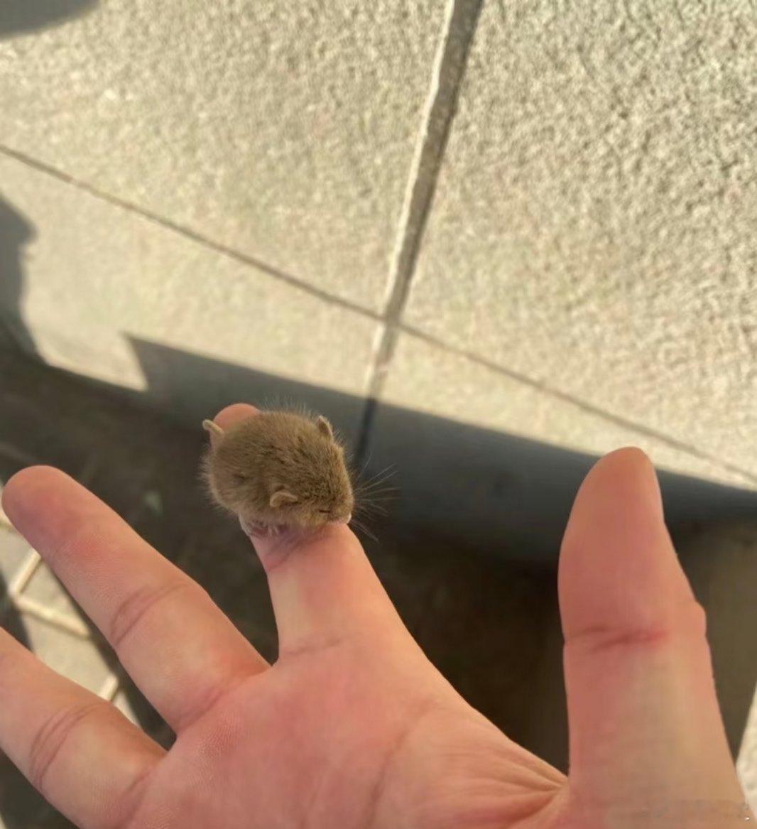 北方老鼠到底有多小，怪不得一只耳要去南方找舅舅，舅舅确实大 
