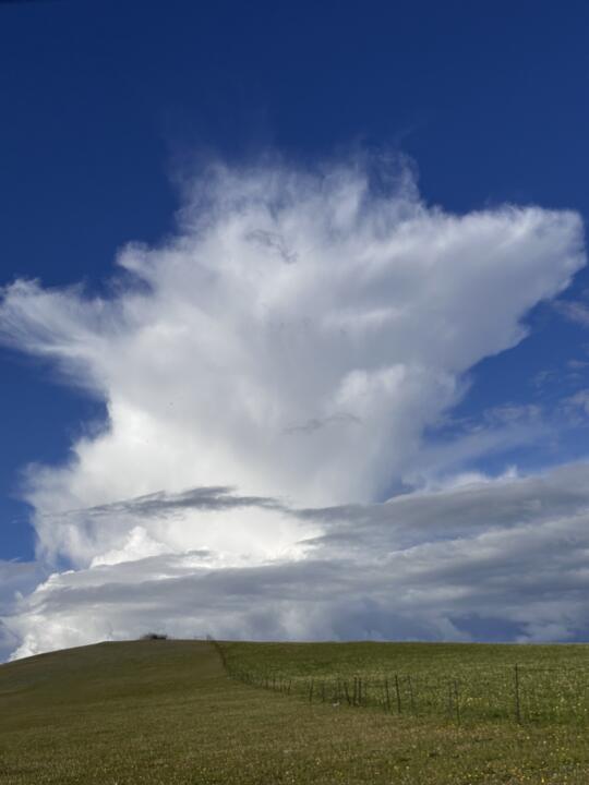 围观❗️呼伦贝尔惊现小猪佩奇☁️🐷