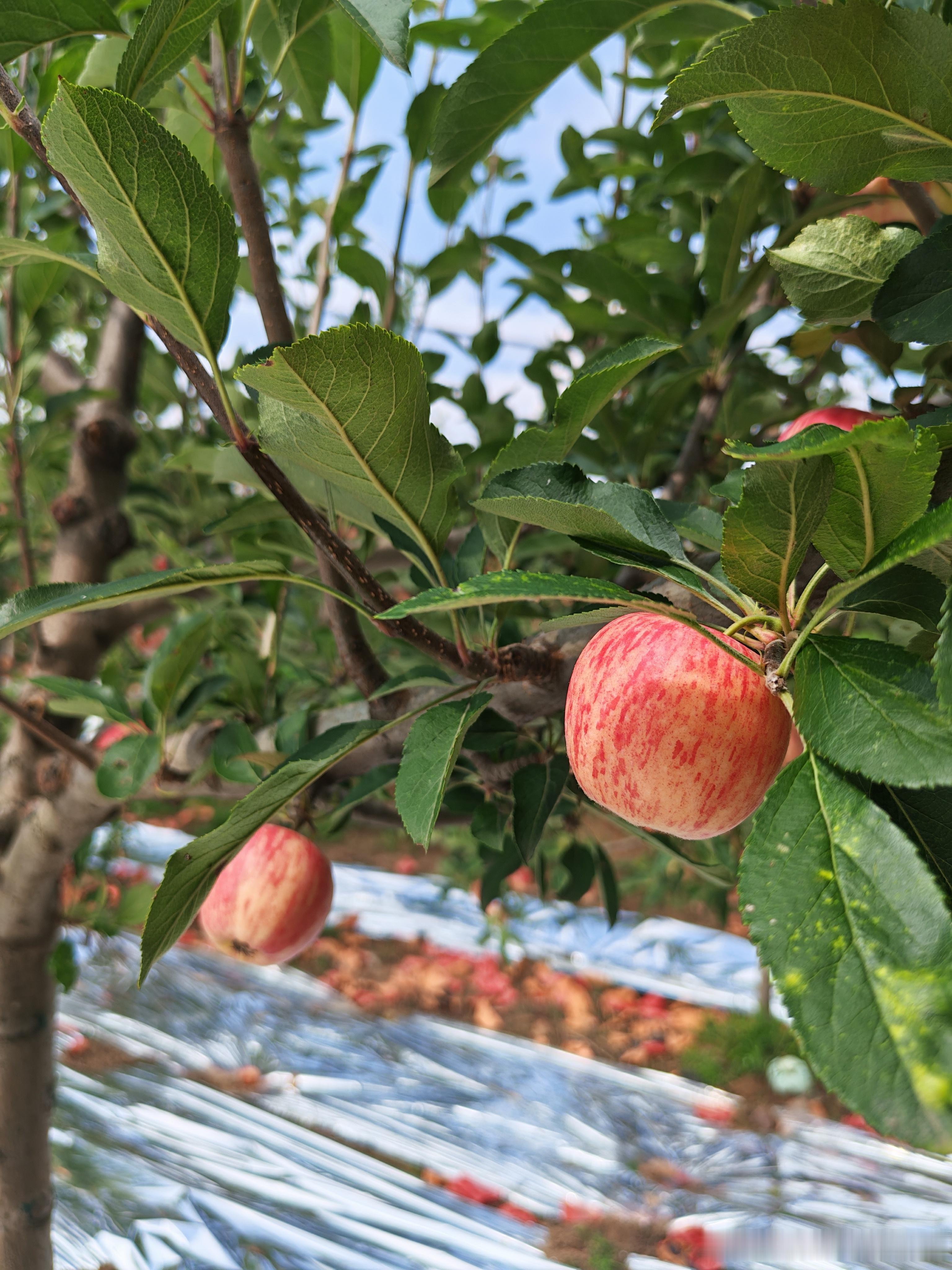 早熟苹果的品种：嘎啦、鲁丽、华硕、秦阳，分别按顺序见附图。今天在陕西渭南白水和铜
