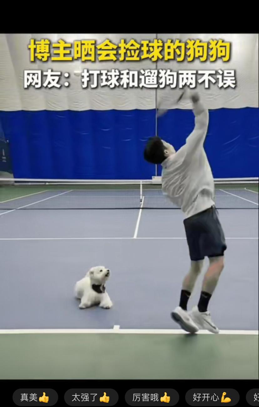 这必须加鸡腿啊！别人家遛狗是散步玩耍，这位男生直接遛出了专属网球陪练，也太让人羡