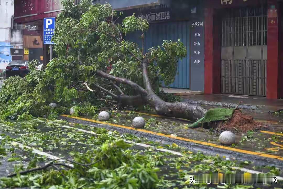 “沙德尔”台风过去了，有些小企业的老板又赌对了一把！
     为什么这样说？政