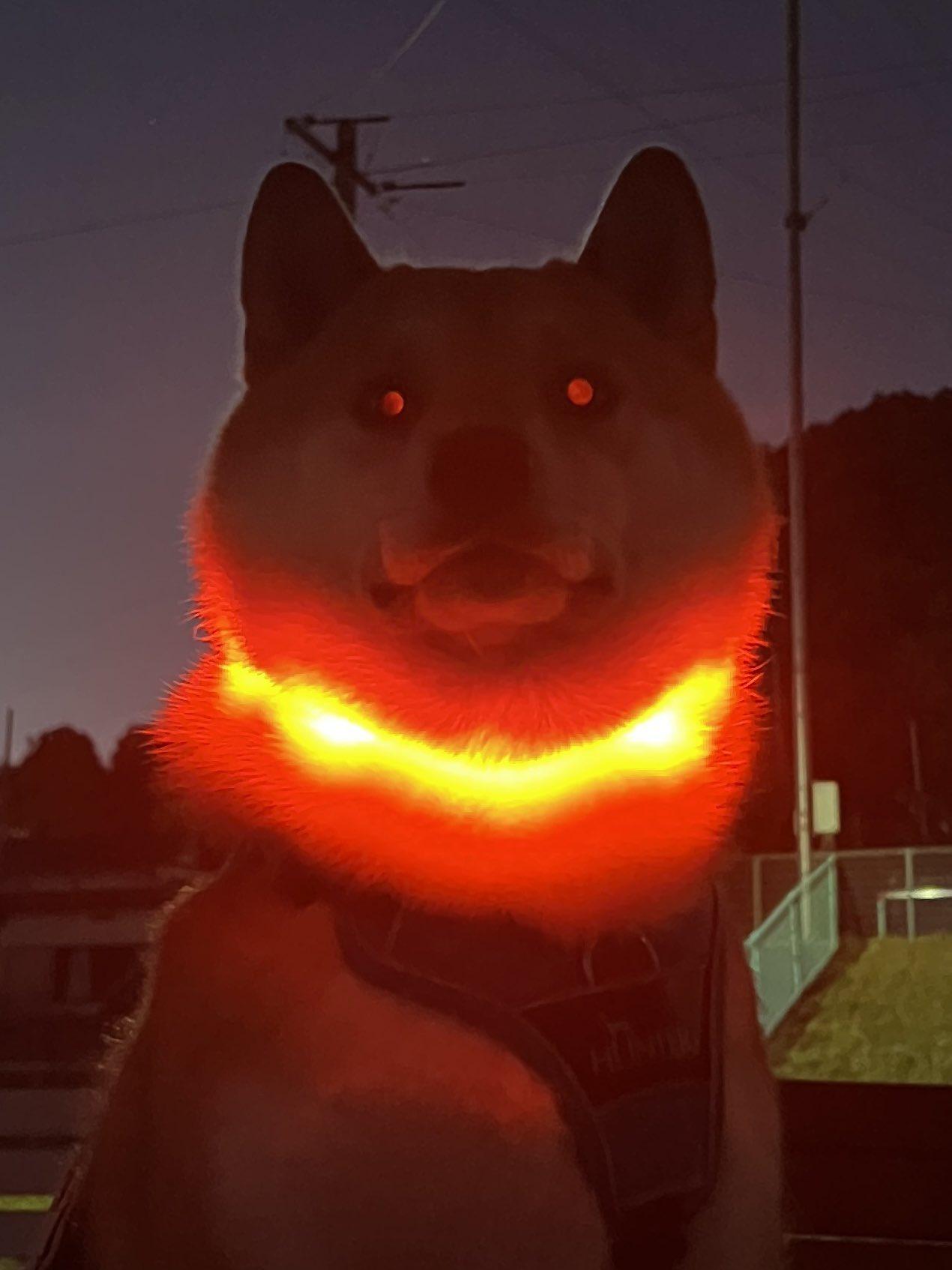 要变大魔王了吗？日本一名饲主日前带着自家柴犬「风田」外出散步，到了傍晚时分主人想