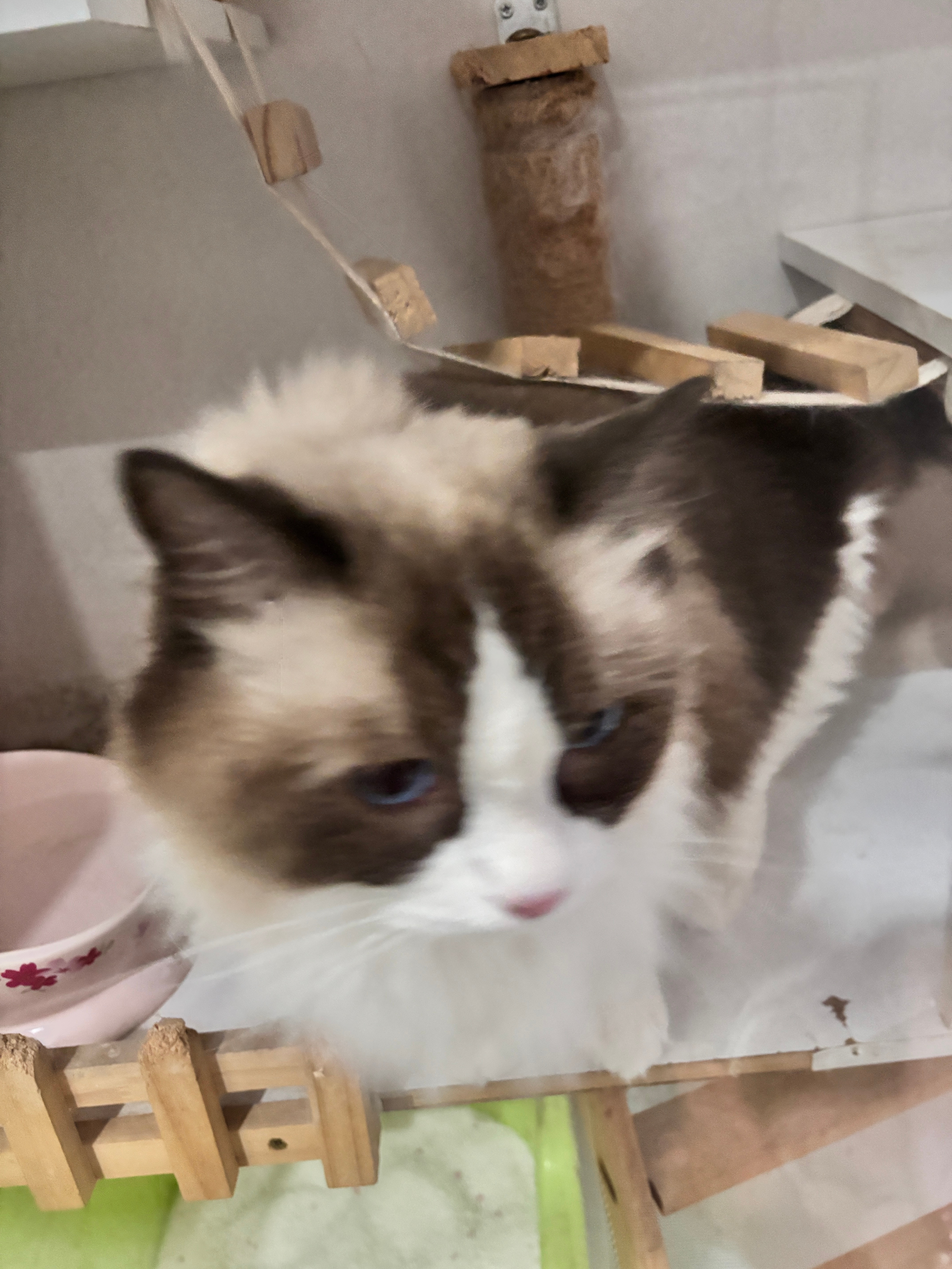 小猫是极其可爱的。 