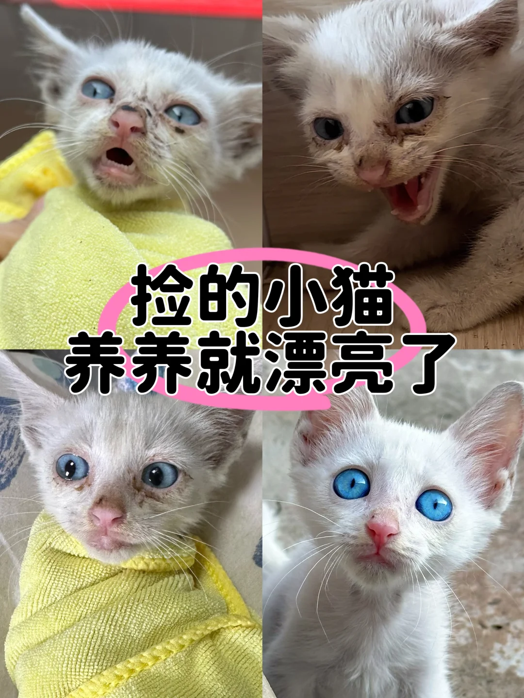 哇！！小不点眼睛怎么这么好看！！！