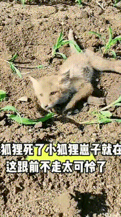 刷到这段视频，心里挺不是滋味。大爷去玉米地除草，发现一只死去多日的狐狸，旁边的小