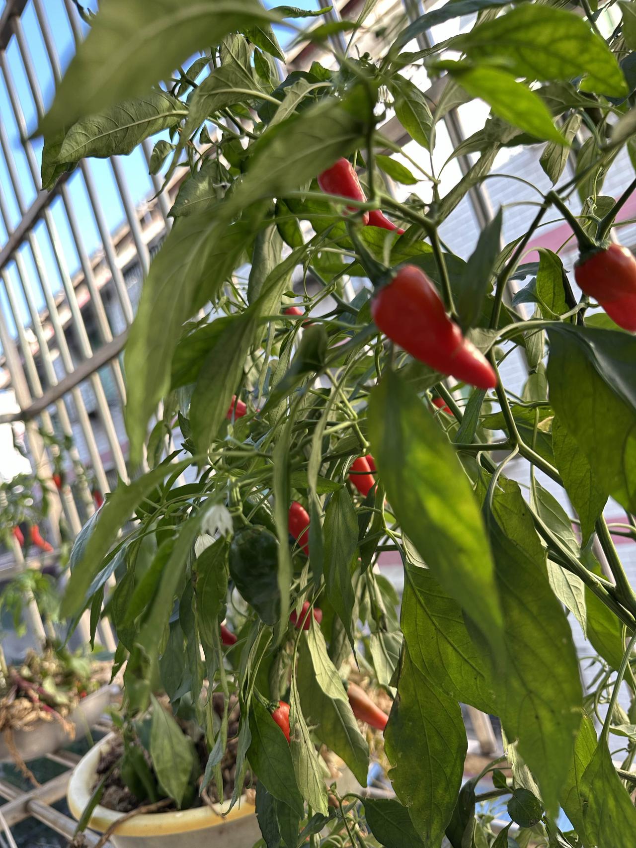 种在阳台花盆里的辣椒终于长成了我想要的样子：枝叶绿意盎然，其间红果闪烁。

再不