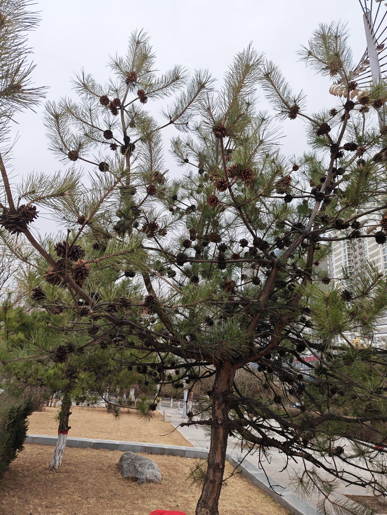 这颗松树的松果真是太多了，密密麻麻的。