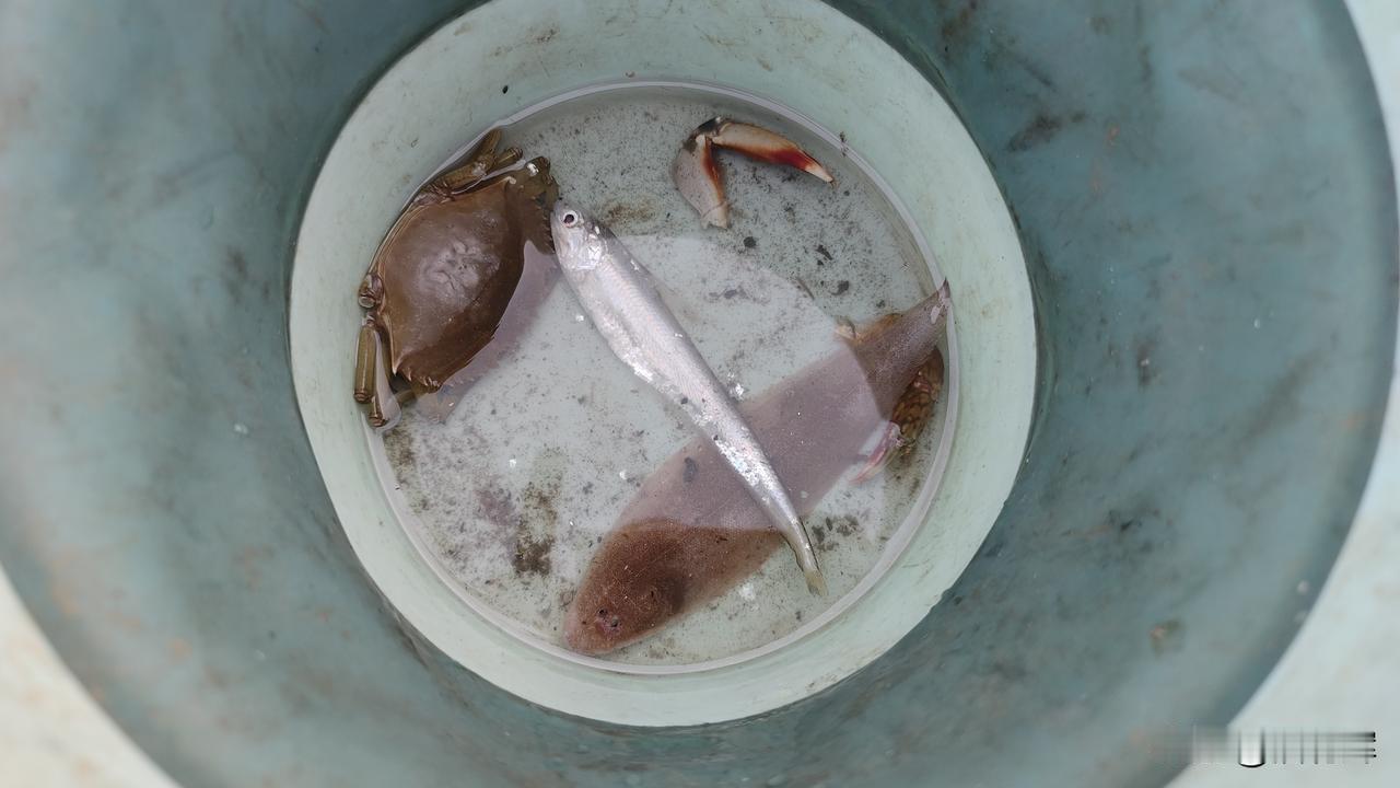 今天没有骑车，休息一天，发觉这里的鱼真的太多了，这里的渔民也不捉，就每天出海放些