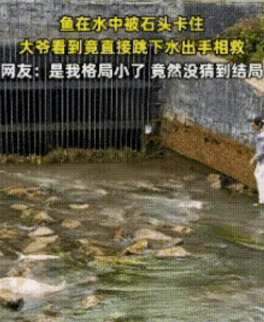 “格局真大！”云南，一河坝中间两条大鱼在河中被石头卡住了，河坝上一位大爷看到后，