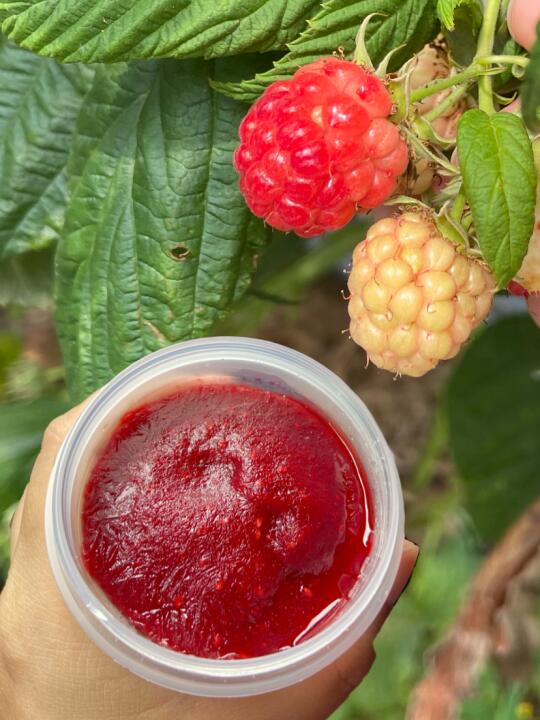 树莓冰淇淋🍦沈阳农业大学限定！谁还没吃过