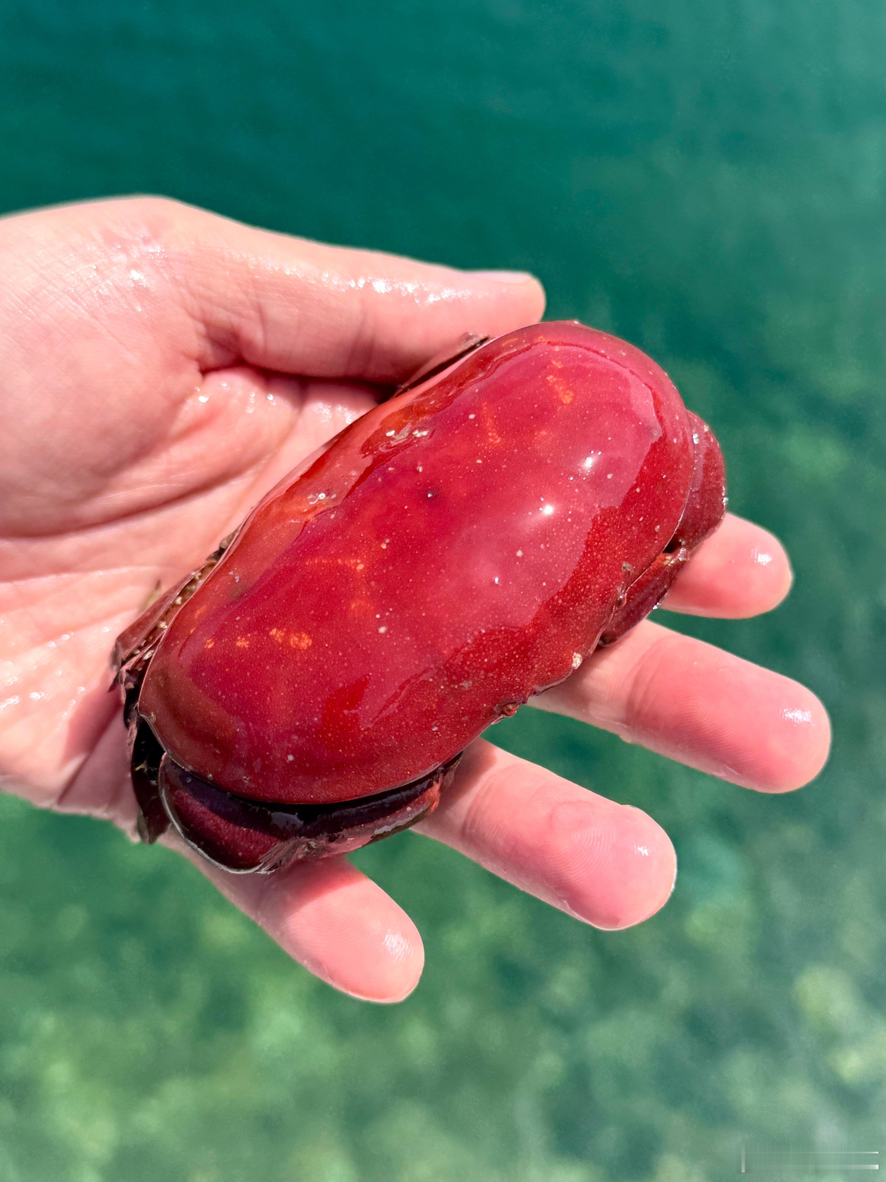 说出来你可能不信，这真的是一只螃蟹🦀长得像块红石头的熟若蟹，外壳光滑圆润，伪装