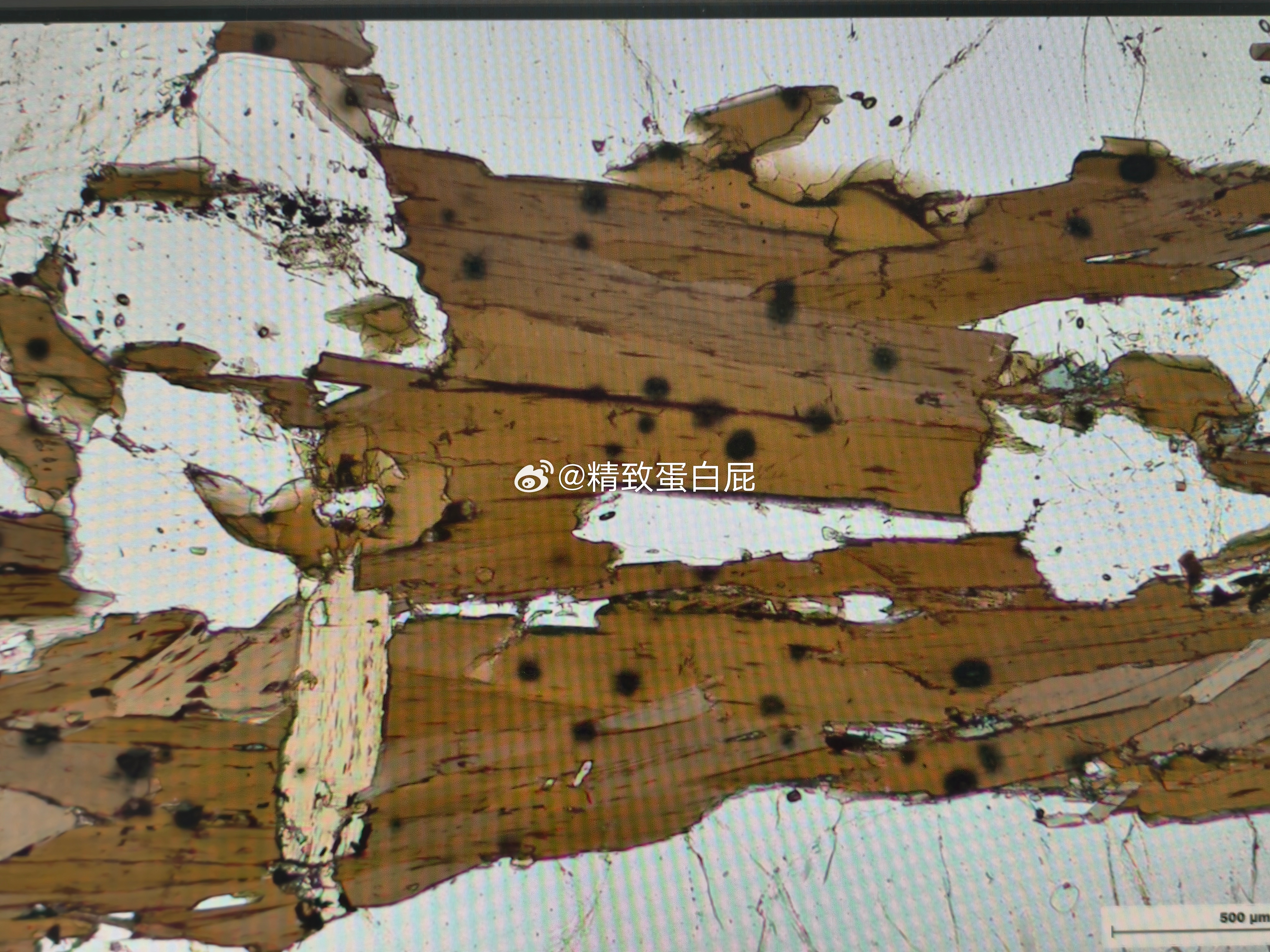 虽然这些黑云母看上去是像得了梅毒但其实全是一些小小的独居石 