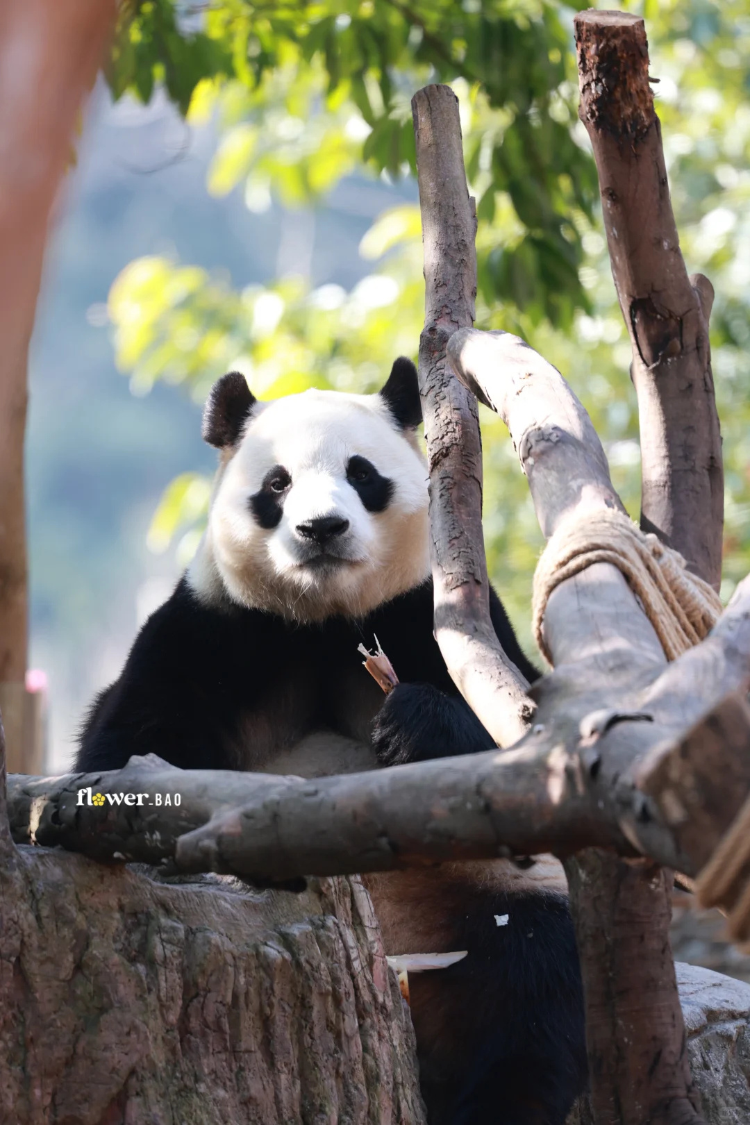熊猫守护者 🐼森林驿站🌳遇见治愈人心的大熊猫圆滚滚的黑白小家伙，一心一意埋头