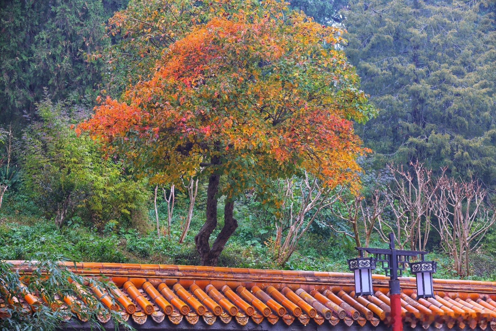 北京景山公园秋色2024.11.2摄影​​​