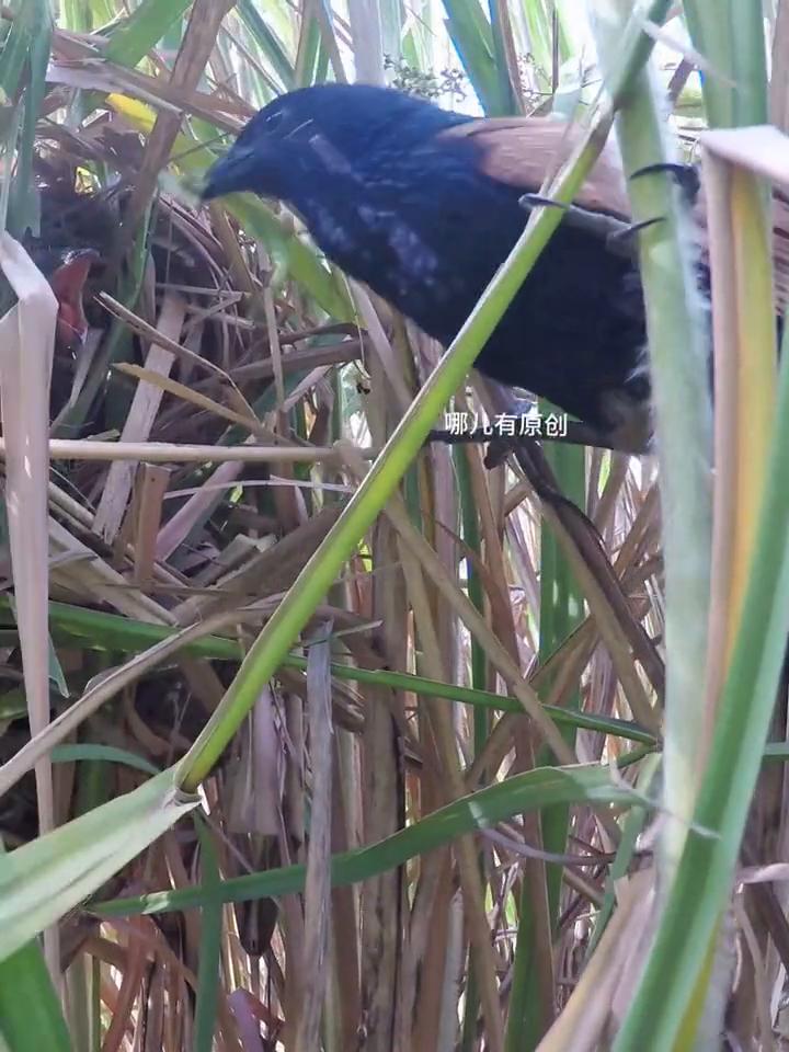 鹃形目的很多种鸟有一共同迷惑行为，它们在喂养雏鸟时会突然保持姿势不动，仿佛时间静