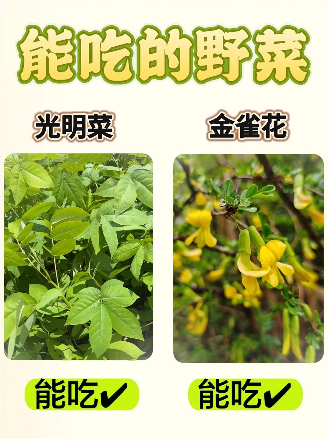野菜科普 挖的是野菜，吃的是乡愁，时令的馈赠最是难得。"野菜 "大自然的馈赠 乡