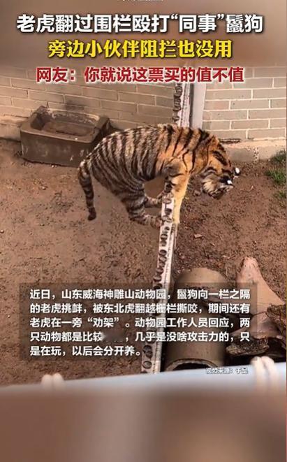 山东一动物园老虎翻围栏打“同事”，网友：你就说这票买的值不值？
 
8月9号，山