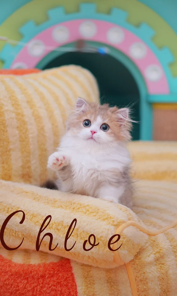 上海靠谱猫舍 | 金白米努特矮脚长毛妹妹