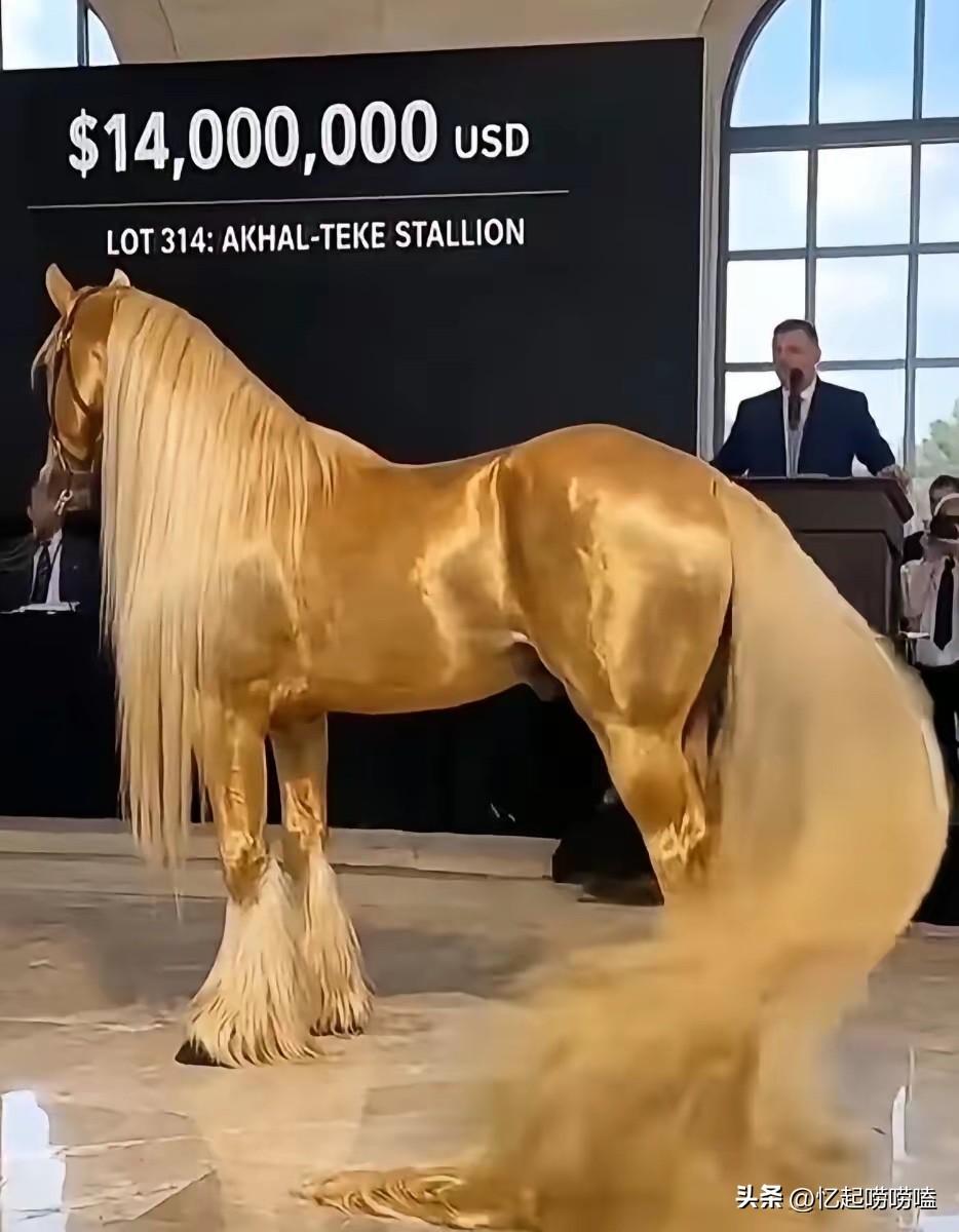 1400万美元成交！这匹千年汗血黄金马，为何能刷新拍卖纪录

2019年，俄罗斯