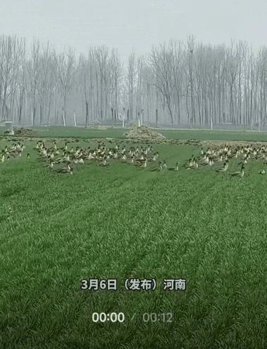 意外之喜？河南，男子到自家的小麦地里工作，突然发现一群大雁飞到了自家地里，男子也